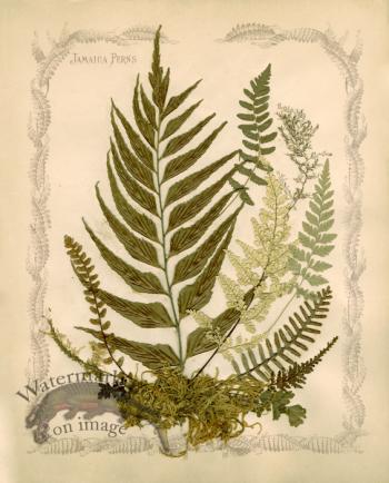 Jamaican Fern 05